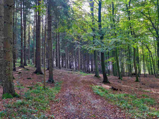 dense green forest with bright sunlight